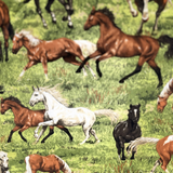 Horse Fabric 100% Cotton Fabric WOF 110cm- 112cm