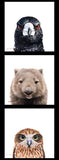 Wildlife Art Magpie Wombat Owl Panel DV3727 Natalie Jane Parker