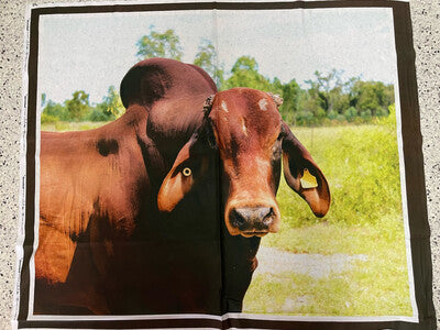 Brahman Cattle Brown Panel
