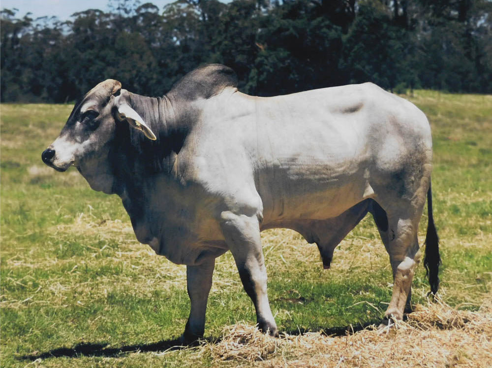 Brahman Bull Panel- Grey