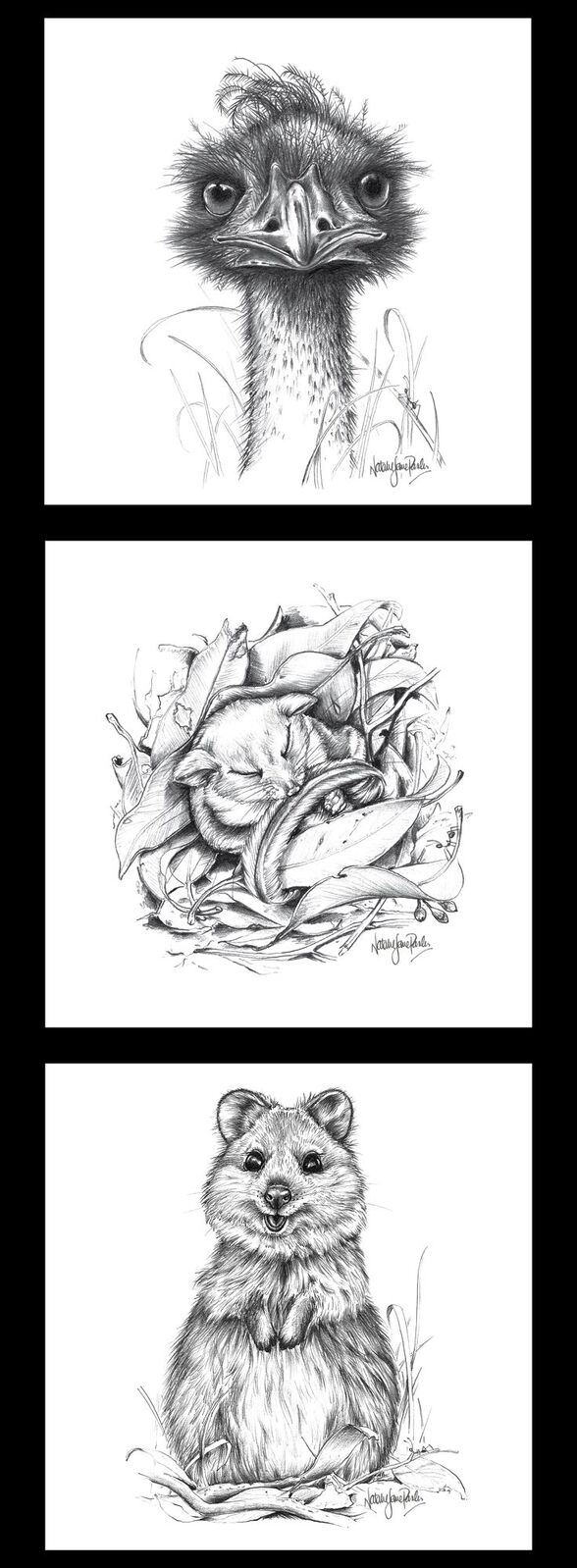 Wildlife Art Australian Animals Block Panel DV3714